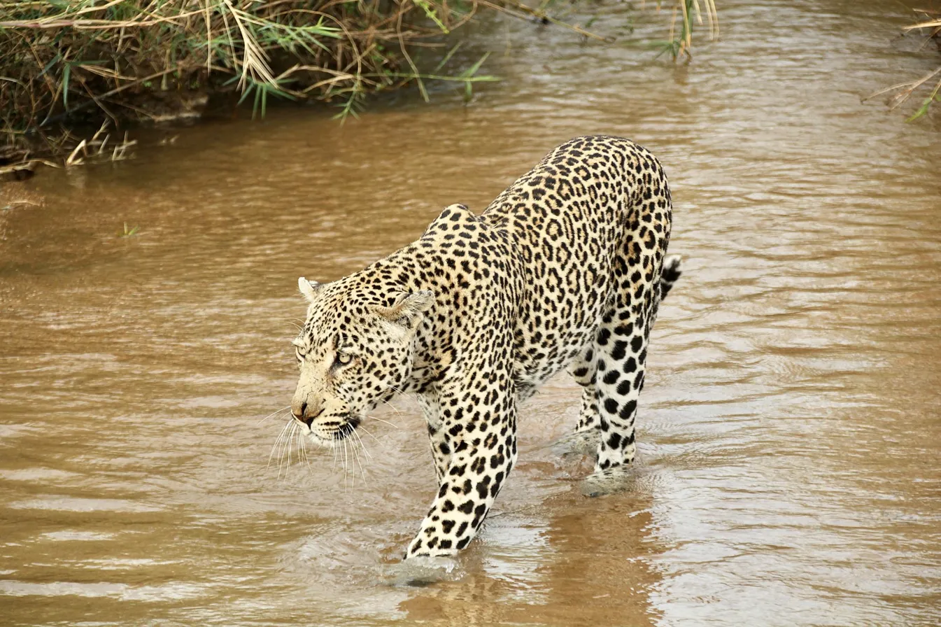 Leopard at the River - african wildlife photography print wall art