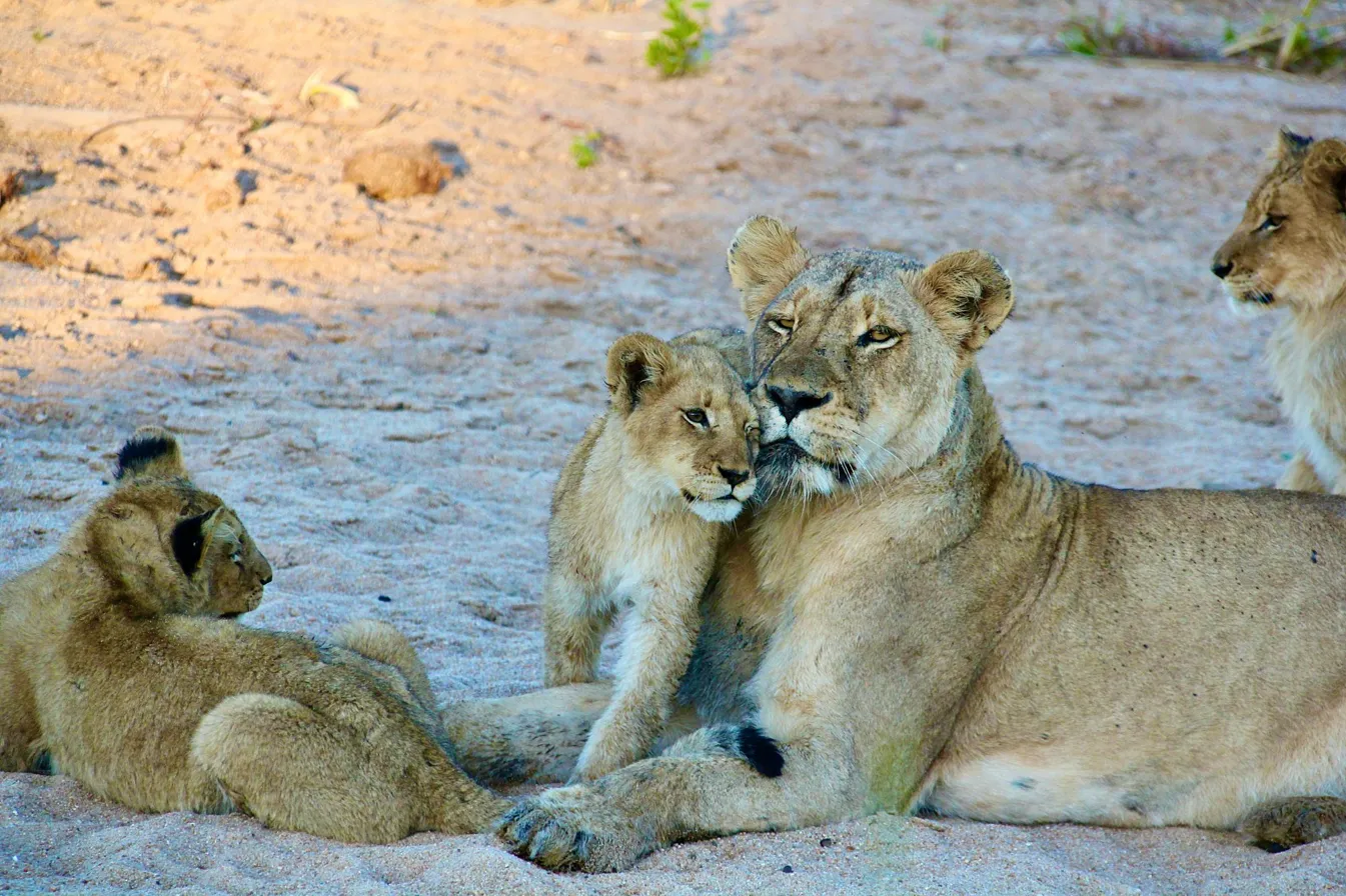 Pride and Tenderness - lioness and cubs african wildlife photography print
